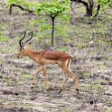 ZMB EAS SouthLuangwa 2016DEC09 KapaniLodge 049 : 2016, 2016 - African Adventures, Africa, Date, December, Eastern, Kapani Lodge, Mfuwe, Month, Places, South Luanga, Trips, Year, Zambia